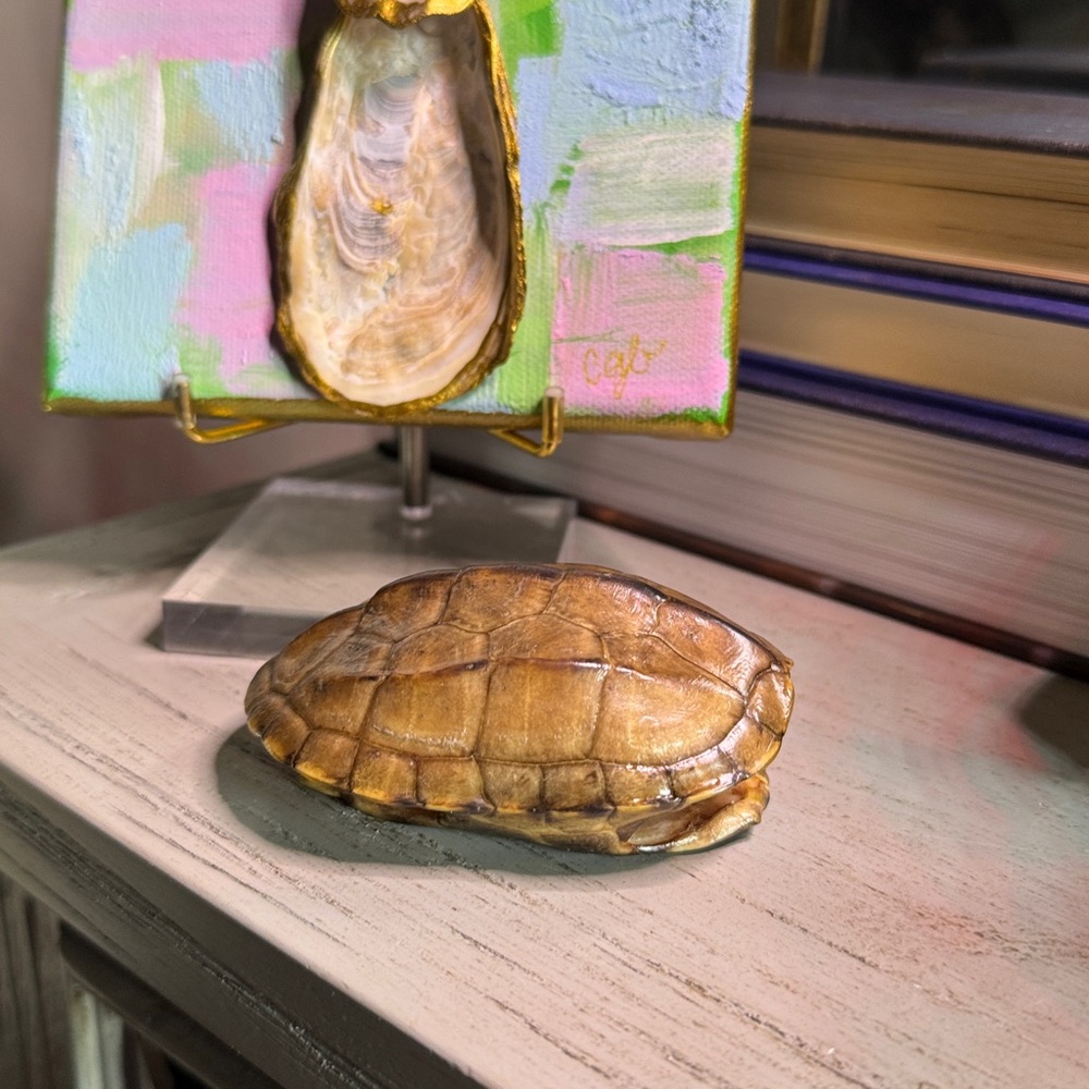 Real Brown Turtle Shell - Picture 4 of 9